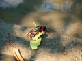 Crab Samae, Sesarma Mederi, Meder`s Mangrove Crab