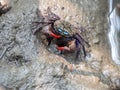 Crab Samae, Sesarma Mederi, Meder`s Mangrove Crab