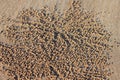 Crab sand balls on beach