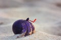 Crab on the sand