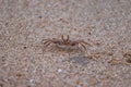 Crab sand beach close up. Cute crab on sand beach. Sand beach crab looking Royalty Free Stock Photo