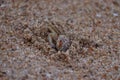 Crab sand beach close up. Cute crab on sand beach. Sand beach crab looking.The Crab on sandy beach with nice background color Royalty Free Stock Photo