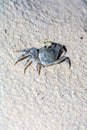 Crab on sand beach at night, Maldives Royalty Free Stock Photo