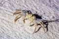 Crab on sand beach at night, Maldives Royalty Free Stock Photo