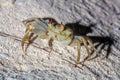 Crab on sand beach at night, Maldives Royalty Free Stock Photo