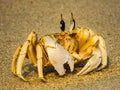 crab Royalty Free Stock Photo