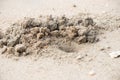 The Crab sand dug up Royalty Free Stock Photo