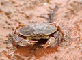 A live crab in sand Royalty Free Stock Photo