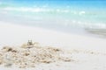 Crab on sand of the sea beach, summer concept. Royalty Free Stock Photo