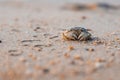 A crab on the sand on the seashore, shallow depth of field, copy space Royalty Free Stock Photo
