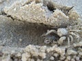 Crab at sand Royalty Free Stock Photo