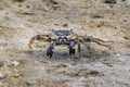 Crab on sandy beach, facing camera. Royalty Free Stock Photo