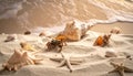 Sea shells, starfish and crab on beach sand for summer and beach concept. Studio shot Royalty Free Stock Photo
