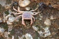 Crab, Sea. Animals. Knowledge of nature. Through the eyes of nature Royalty Free Stock Photo