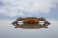 Crab on sea beach Royalty Free Stock Photo