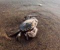 Crab by the sea Royalty Free Stock Photo