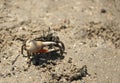Crab on sea sand Royalty Free Stock Photo