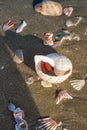 Crab in a sea shell in the sand. Royalty Free Stock Photo