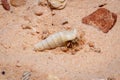 Crab in sea snail shell digging itself into sand at the beach Royalty Free Stock Photo