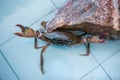 The crab seafood market Royalty Free Stock Photo