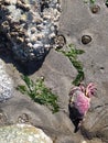 Crab shell, anemones and barnacle-encrusted rock on smooth sand