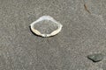 Crab shell on the beach Royalty Free Stock Photo