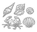 Crab and shell isolated on white background. Vector engraving Royalty Free Stock Photo