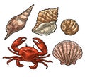 Crab and shell isolated on white background. Vector engraving Royalty Free Stock Photo
