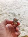 crab shell small shellfish