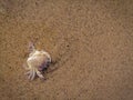 Crab shell in the surf on the beach in Sabaudia, Italy Royalty Free Stock Photo