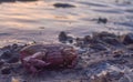 Crab on shore of beach