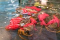 Crab in a showcase with hands tied with a red rope in supermarket Royalty Free Stock Photo
