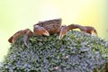 A crab shows an expression ready to attack.