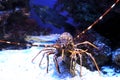 Crab shrimp in the aquarium