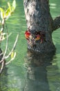 Crab sits on a branch in the mangrove swamp