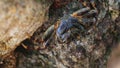 Crab sits on a rock on the coast, slose-up video