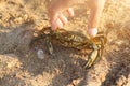 crab sits on sand and womans hand reaches out to grab it Royalty Free Stock Photo