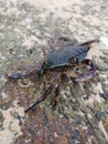 Crab sitting on a stone