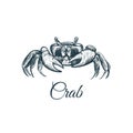 Crab sketch hand drawing.