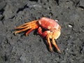 Crab Royalty Free Stock Photo
