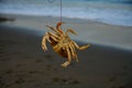 Crab Snaring at Baker Beach Royalty Free Stock Photo