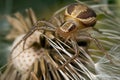 Crab spider