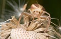 Crab spider