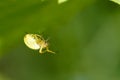 Crab spider Royalty Free Stock Photo