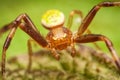 Crab spider Royalty Free Stock Photo