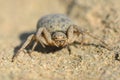Crab spider in Azerbaijan camouflaged against desert