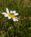 Crab Spider and Beetle on white and yellow flower Royalty Free Stock Photo