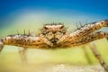 Extreme macro magnification of a crab spider looking at camera Royalty Free Stock Photo