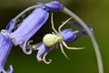 Crab spider on common bluebell flower