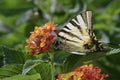 Crab spider eating big butterfly